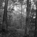 prism-colored-rain avatar