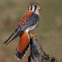 prismatickestrel avatar