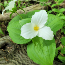 prismaticpastry avatar