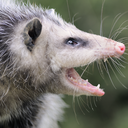 pro-possum avatar