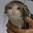 probably-a-possum avatar