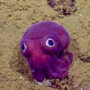 probablycephalopodrpgideas avatar