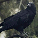 probablycrowrpgideas avatar