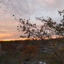 probablyshouldbestudyingblr avatar