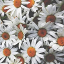 problematic-bi avatar