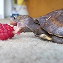 problematic-turtle avatar