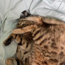 problematicghost avatar