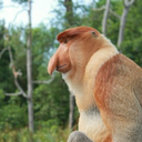 proboscismonkey avatar