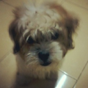 professionalfangurl avatar