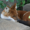 professionalyapperanddumbahh avatar