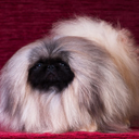 proficientslacker avatar