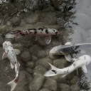 profoundcollectionbouquet avatar