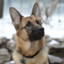 programmed-pup avatar