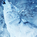 project-winter-wolf avatar