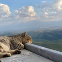 projectionsofme avatar