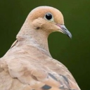 proletariatspapi avatar