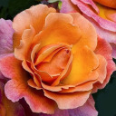 prolific-variation avatar