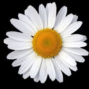 prometi-ficar avatar