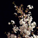 promise-evermore avatar