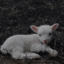 prophecy-baby avatar