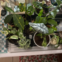 prorecoveryplanting avatar