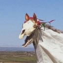 proserpina-granatum avatar