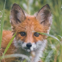 proshippy-fox avatar