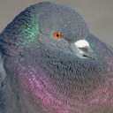 proud-to-be-a-pigeon avatar
