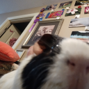 proudownerofaflamingoshrine avatar