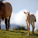 przewalskishorsegirl avatar