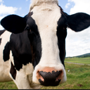 psat-cow avatar