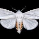 pseudofangirl avatar