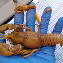 pseudomonalisa avatar