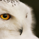 psicoloqueando avatar