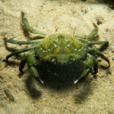 psilocervidae avatar