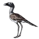 psilopterus avatar