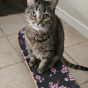 psychedelic-kittens avatar