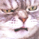 psychedelic-otter avatar