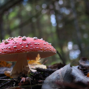 psychedelicdomine avatar