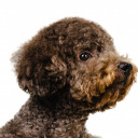 psychedelicfarm avatar