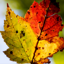 psychic-legume avatar