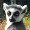 psychoactivelemur avatar