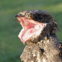 psychopompalicious avatar