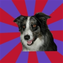 psychoticdepressionbordercollie avatar