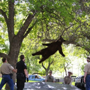 psychthemusical avatar