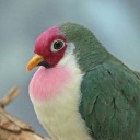 ptarmiganparty avatar