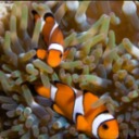 pterodactylsnonexistentpee avatar