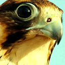 publicschooltraitor-blog avatar