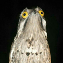 pudding-the-cat avatar