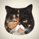 pudgethecat avatar